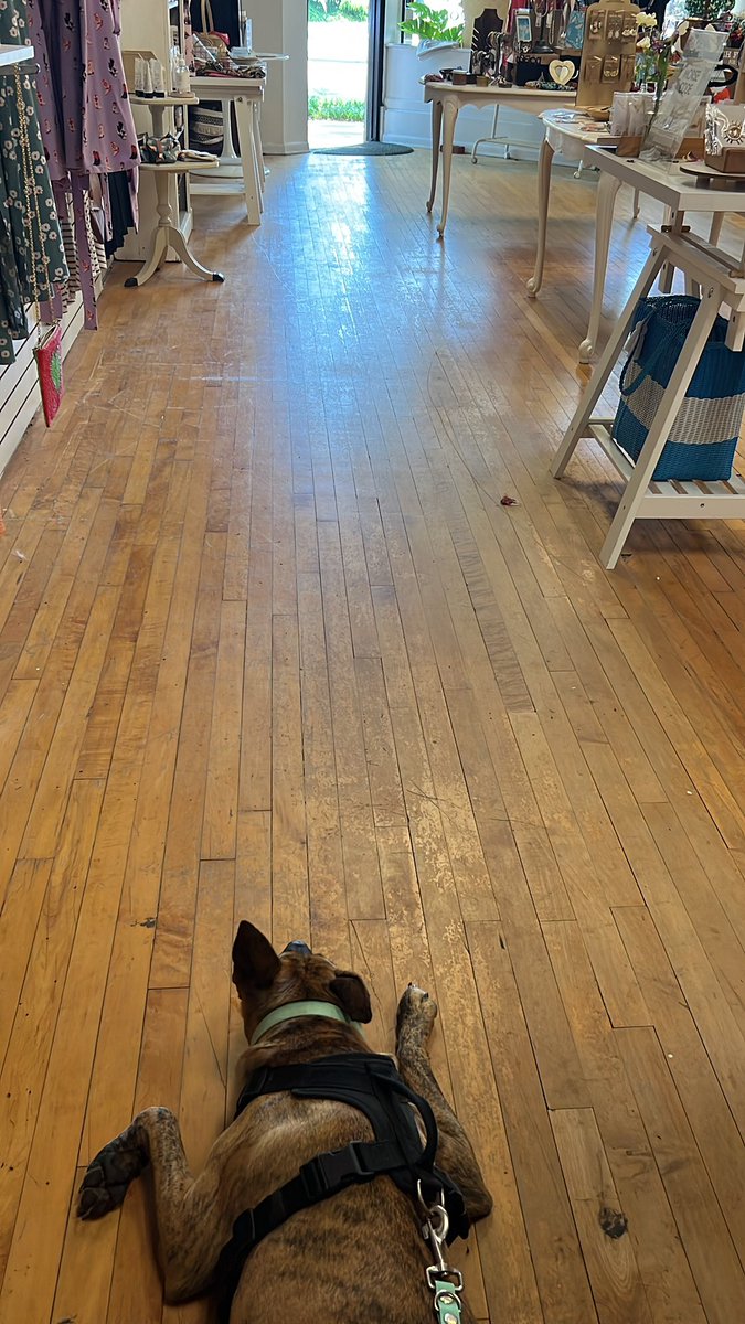 MaisonSoleilNFK's tweet photo. Gigi is in the shop for a few minutes. Come say hi #shopdog https://t.co/yVqzuqps28