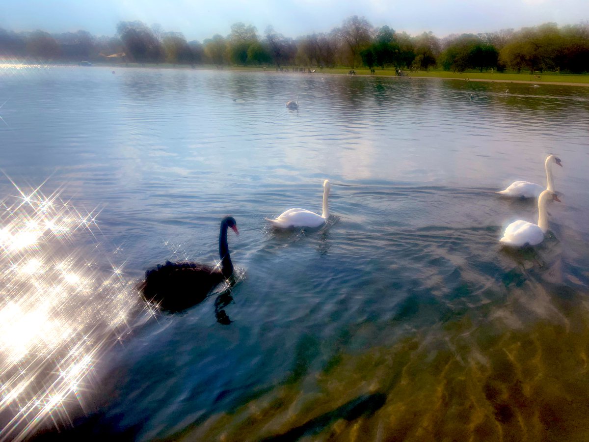 I’ve never seen a Black Swan before #HydePark #RoundPond