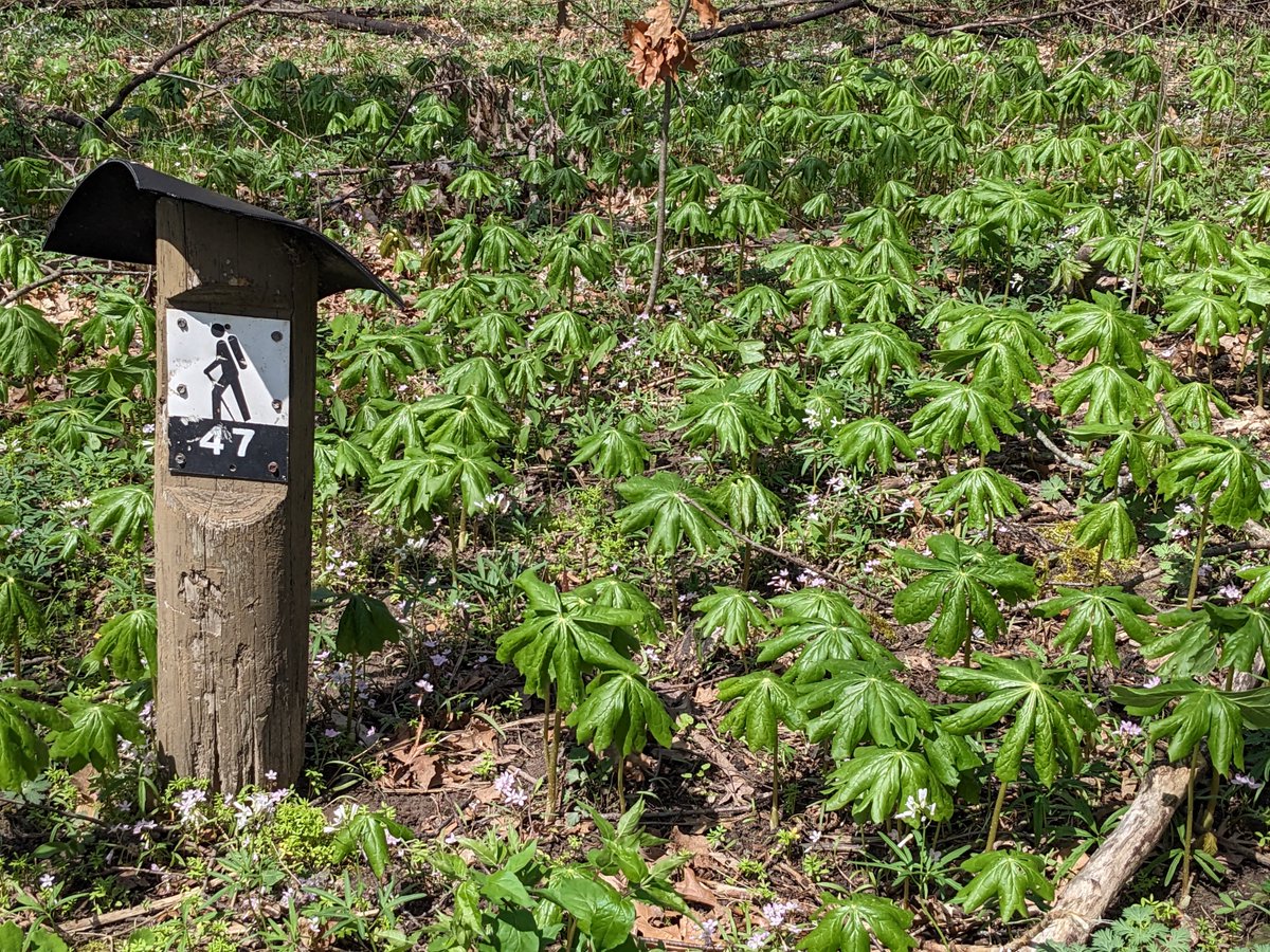 A mini-forest within the forest.

#FCCA #FranklinCreek #franklincreekconservationassociation #franklincreekstatenaturalarea #exploremoreil #outdoorillinois