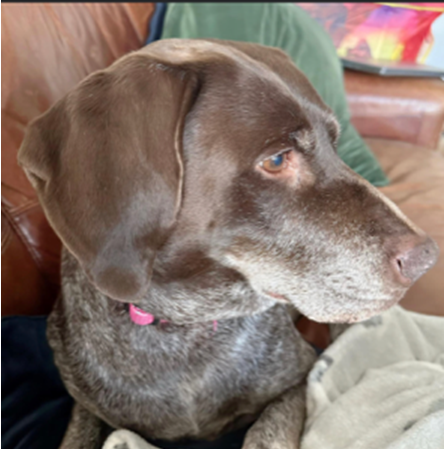 SarahHolmesRCP's tweet photo. Happy birthday Meggy, 11 years of having you as my best friend💗#germanshorthairedpointer #GSP #womansbestfriend https://t.co/zDZf4FsYQ1