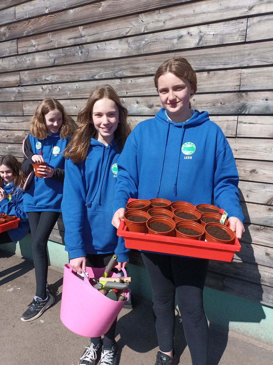 After our jamboard about what we would like to learn during our IDL mission, "Down at the Bottom of the Garden" P7 <a href="/Greenbraeschool/">Greenbrae School</a> planted tomato and cosmos seeds. They are now watered and near the windows in the classroom.🌱🍅🌼