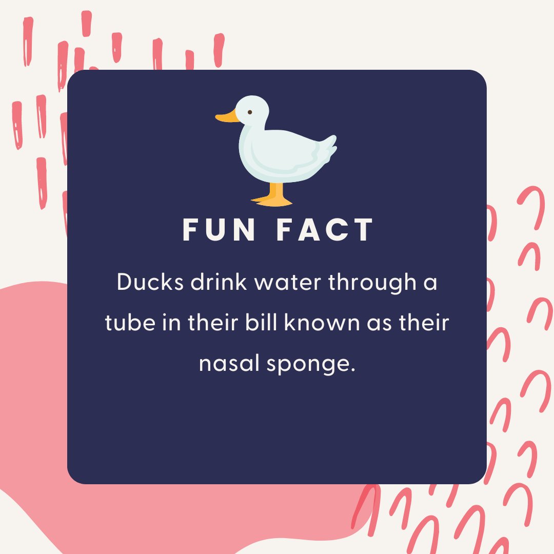 ⭐️Fun Fact Friday⭐️
Did you know that Ducks use what is known as their nasal sponge to drink water? 

Only 15 days until our Duck Derby Event!

If you haven't already, visit the link in our bio to adopt your ducks and be entered into a race on our Derby day!