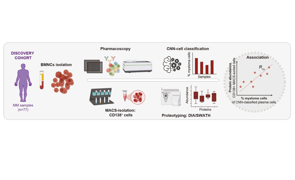 snijderlab's tweet photo. To identify #Molecular drivers of drug response, we characterised the #Proteotype of myeloma cells by associating the cancerous #CellMorphology abundance & protein expression. This revealed a myeloma proteotype signature, which is associated with aggressive disease in #scRNAseq. https://t.co/qSUoEkGJl1