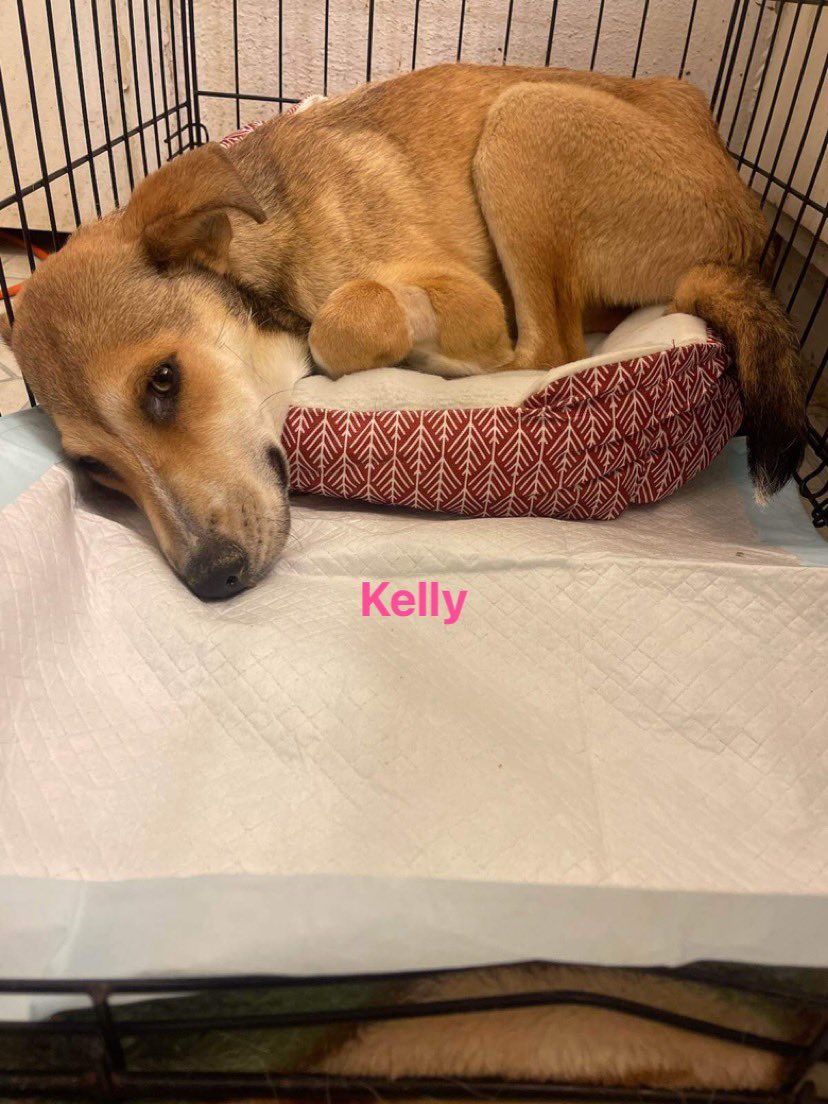 VoiceRescue's tweet photo. We are sad to have to Alice that Kelly has lost her battle with distemper. This girl has an adopter going to take her in. She joined us on 4/03/2024 and tested positive 04/13/2023. 😭 We gave her all that we could. 💔 adopter has been informed. Rest in peace sweet girl. https://t.co/5sWMJSf5gY