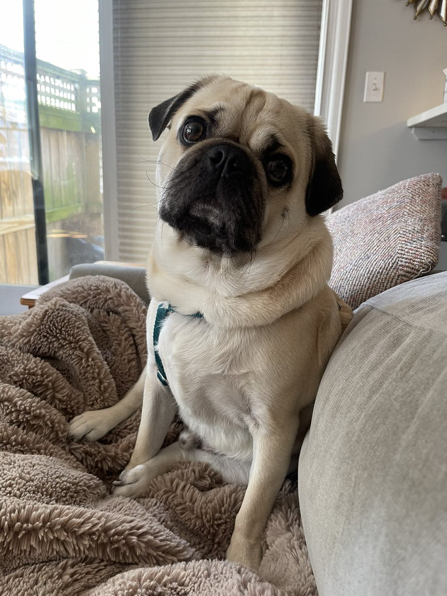 Grueter Golf (@gruetergolf) on Twitter photo The dog barking at the Woodlands has really got this guy riled up #chevronchampionship The dog barking at the Woodlands has really got this guy riled up #chevronchampionship