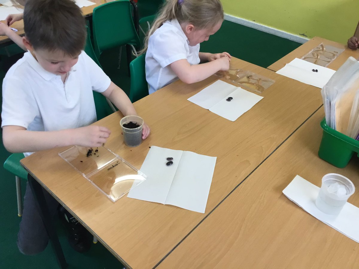 G_M_P_SClass2RM's tweet photo. We had a great time and got very messy hands today when we planted our seeds ready to observe them grow! https://t.co/GPXzpxpFt0
