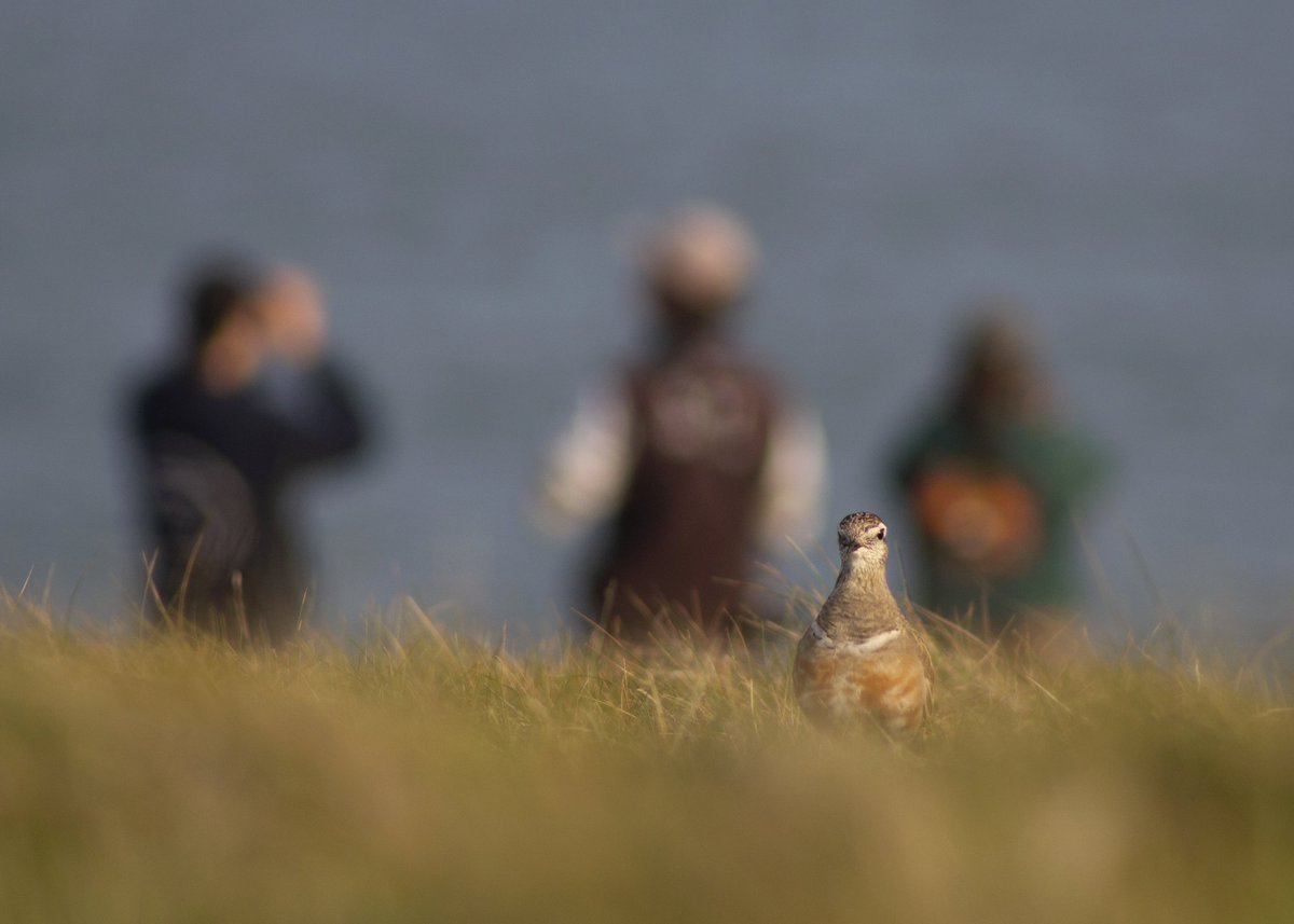Bangor University Birdwatching Society tweet media