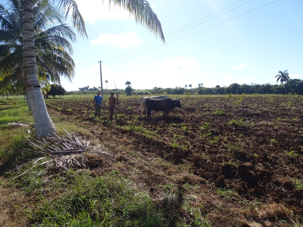 grupo_fauna's tweet photo. Desde el grupo #FFaunaCuba apoyamos la produccioón de alimentos con variados proyectos, entre los cuales destaca #Cobimas
#GeffProduccion https://t.co/fwM2eRJTfm