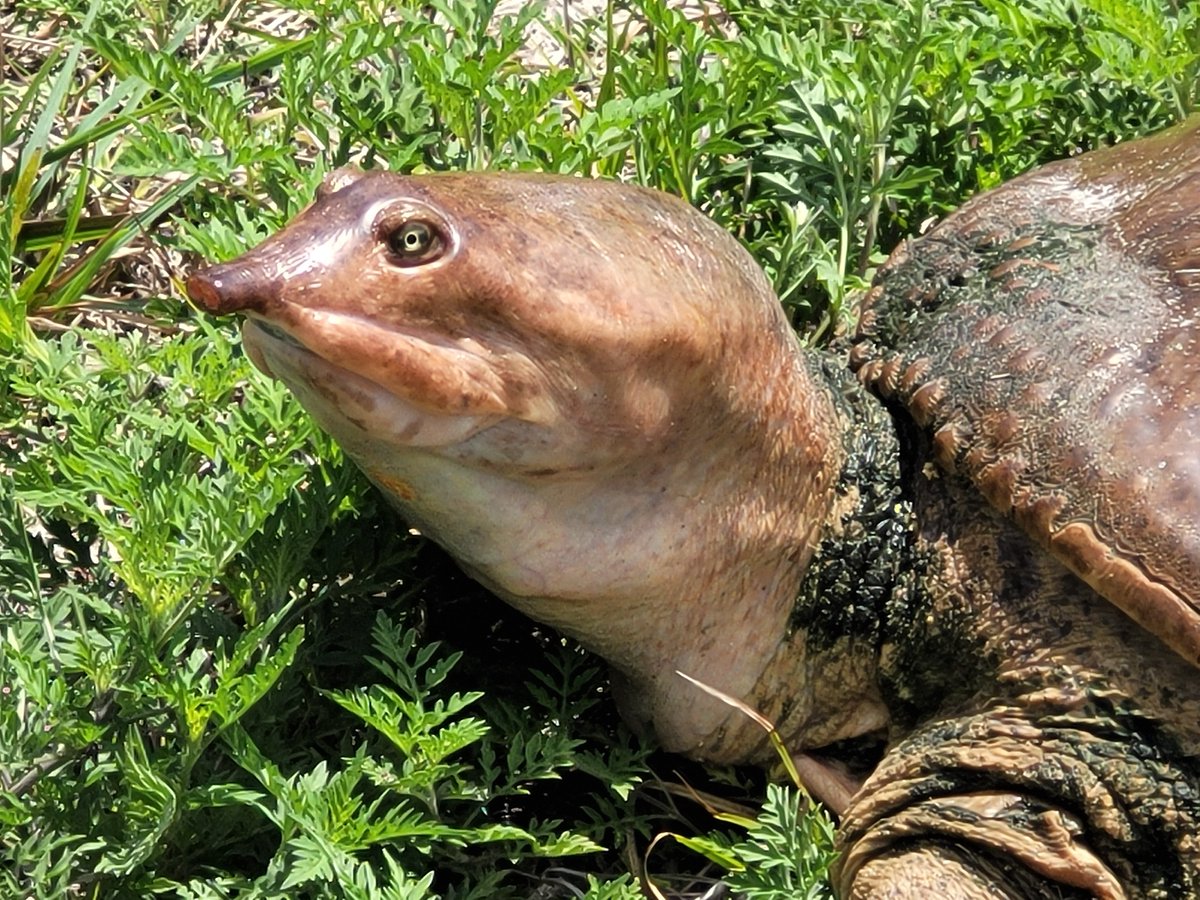 MightySoldiers's tweet image. #softshell 🐢