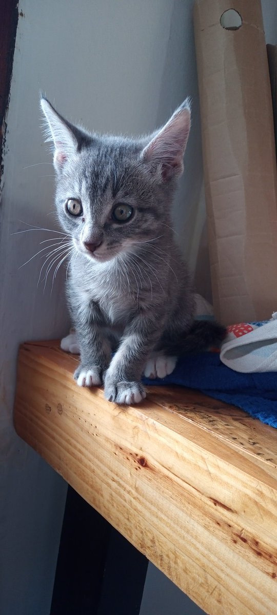 LucreeTorres1's tweet photo. No deja dormir por las noches, muerde y sopapea todo lo que se le cruza, pero es el bebito más hermoso del mundooo https://t.co/1ES85fJN0m