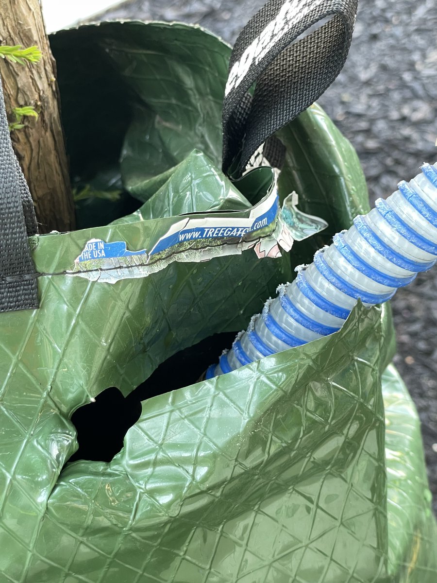 DDOTDC's tweet photo. Let's help our trees beat the heat today!🌳 💦 With recent dry conditions and warm weather, they could use a little extra love, #DC. Visit https://t.co/TKHMf5lj3Q to log your watering activities and locate newly planted trees in need. #DDOTDC https://t.co/mwIMocmhQ1