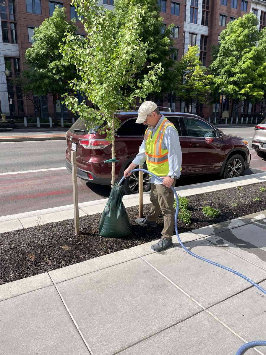 DDOTDC's tweet photo. Let's help our trees beat the heat today!🌳 💦 With recent dry conditions and warm weather, they could use a little extra love, #DC. Visit https://t.co/TKHMf5lj3Q to log your watering activities and locate newly planted trees in need. #DDOTDC https://t.co/mwIMocmhQ1