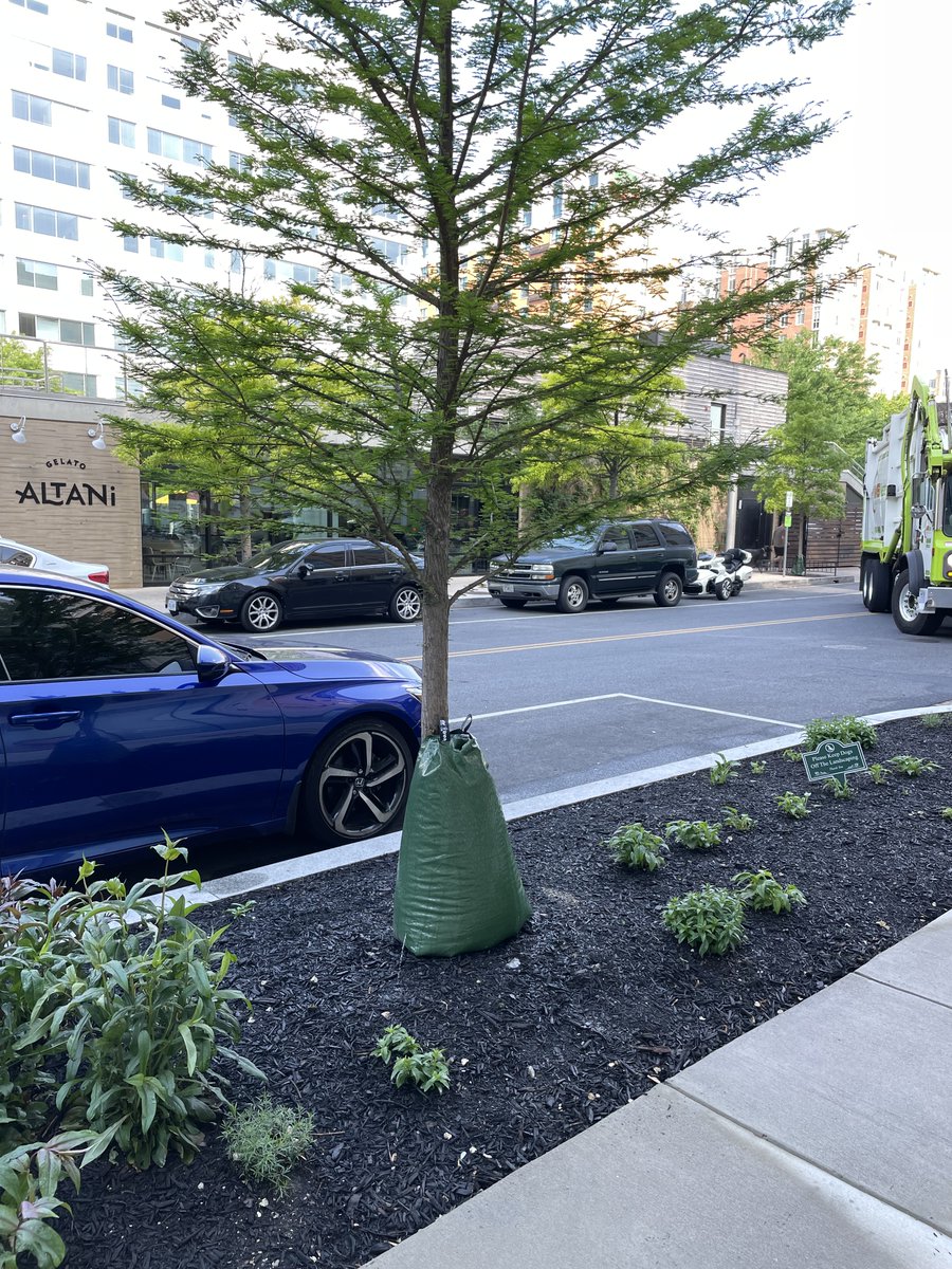 DDOTDC's tweet photo. Let's help our trees beat the heat today!🌳 💦 With recent dry conditions and warm weather, they could use a little extra love, #DC. Visit https://t.co/TKHMf5lj3Q to log your watering activities and locate newly planted trees in need. #DDOTDC https://t.co/mwIMocmhQ1