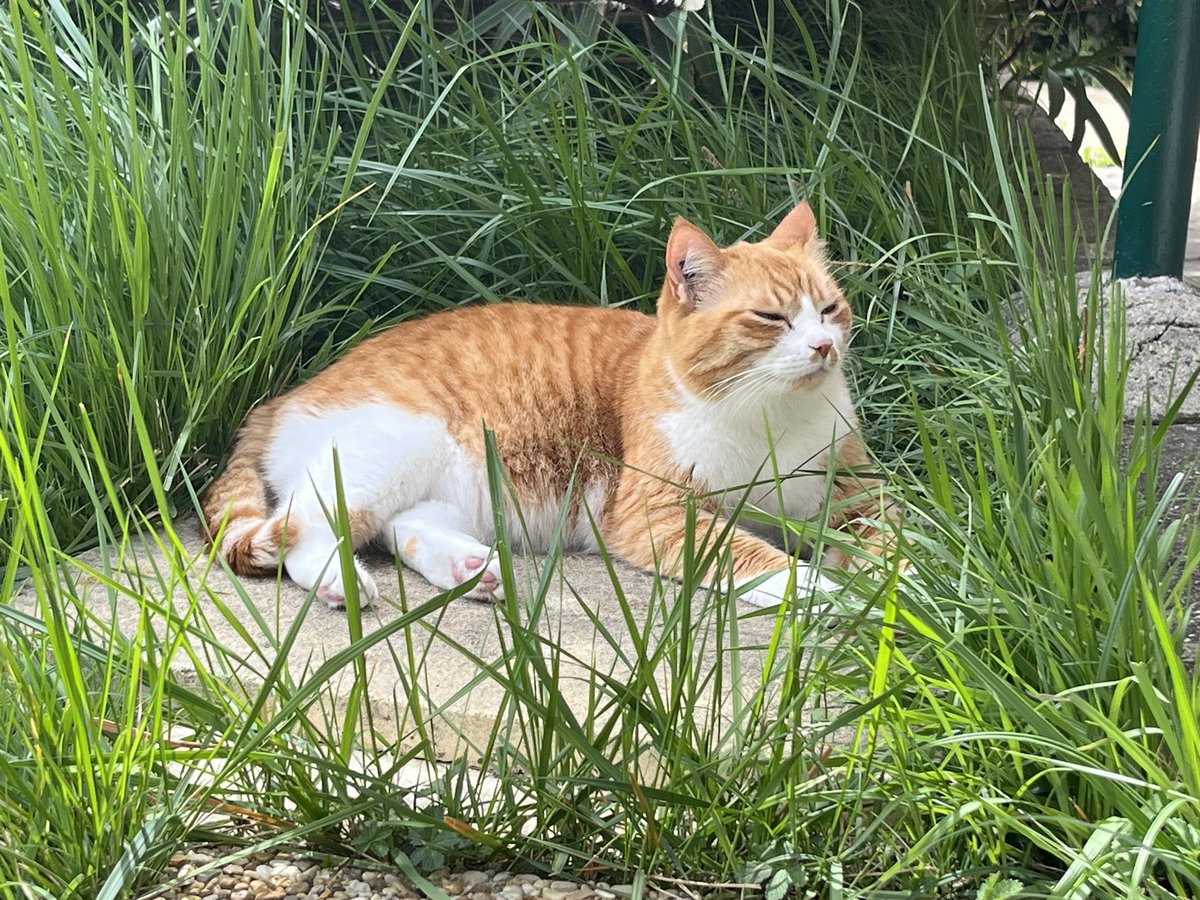 Galipette the Kat 🏳️‍🌈 tweet media