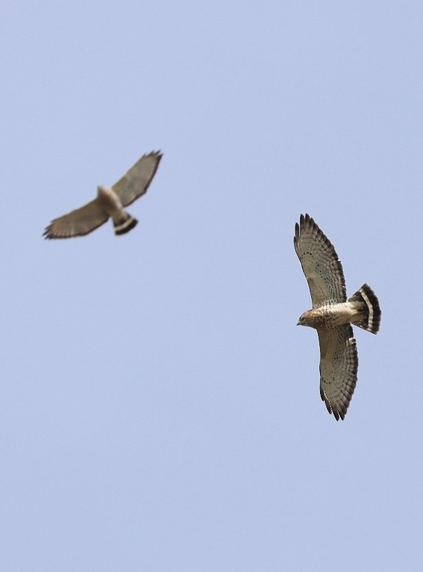 JamesSLees's tweet photo. Fantastic migration of Broad-winged Hawks today, literally thousands heading north over Southern #Ontario. It's such a wonderful site to see #birdmigration #hawkmigration #birding https://t.co/DpRMCsfgXK