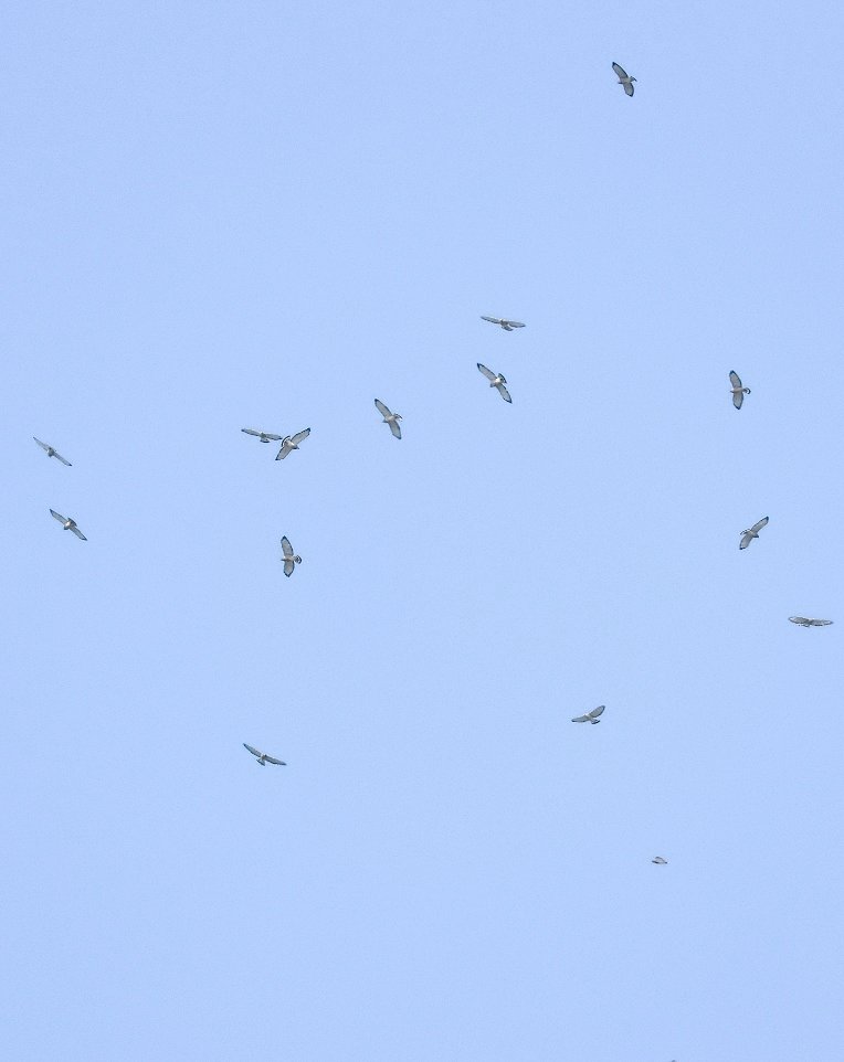 JamesSLees's tweet photo. Fantastic migration of Broad-winged Hawks today, literally thousands heading north over Southern #Ontario. It's such a wonderful site to see #birdmigration #hawkmigration #birding https://t.co/DpRMCsfgXK