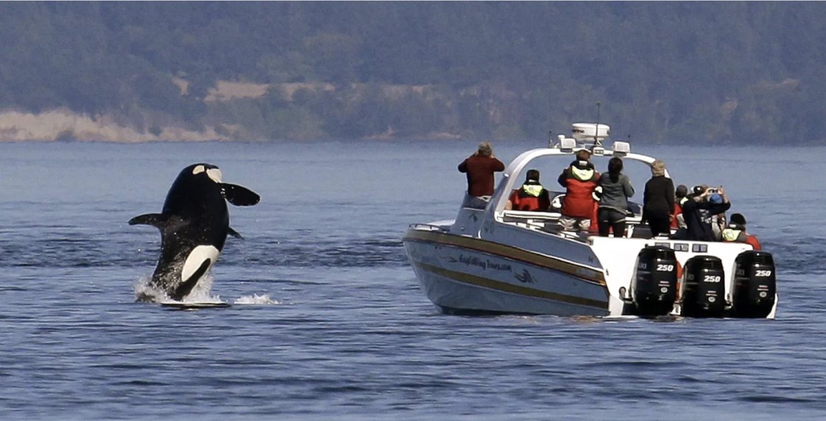 Lawmakers vote to keep boaters 1,000 yards from southern resident orcas, story by @BredaIsabella for <a href="/seattletimes/">The Seattle Times</a>:
ow.ly/C2Sp50NPe5z
#orcas #seattleaquarium #oceanhealth