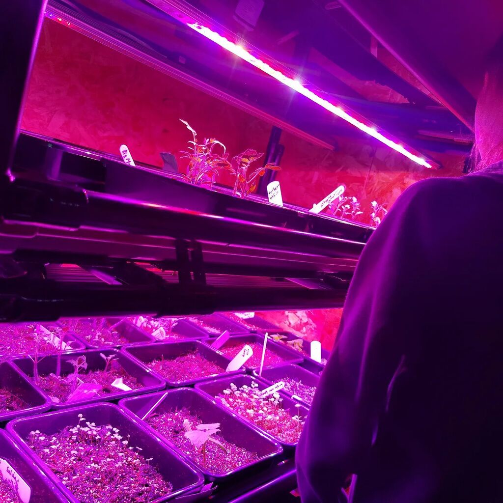 lotusbrook's tweet photo. After school inspections π
At the moment, we're sowing and growing a range of micro greens, herbs and flowers for different projects. And have learnt to adjust the water flow IN and OUT of the system π
PHEW!
#propagation #ledgrowing #workingfromhome https://t.co/KbJB6NSZOZ