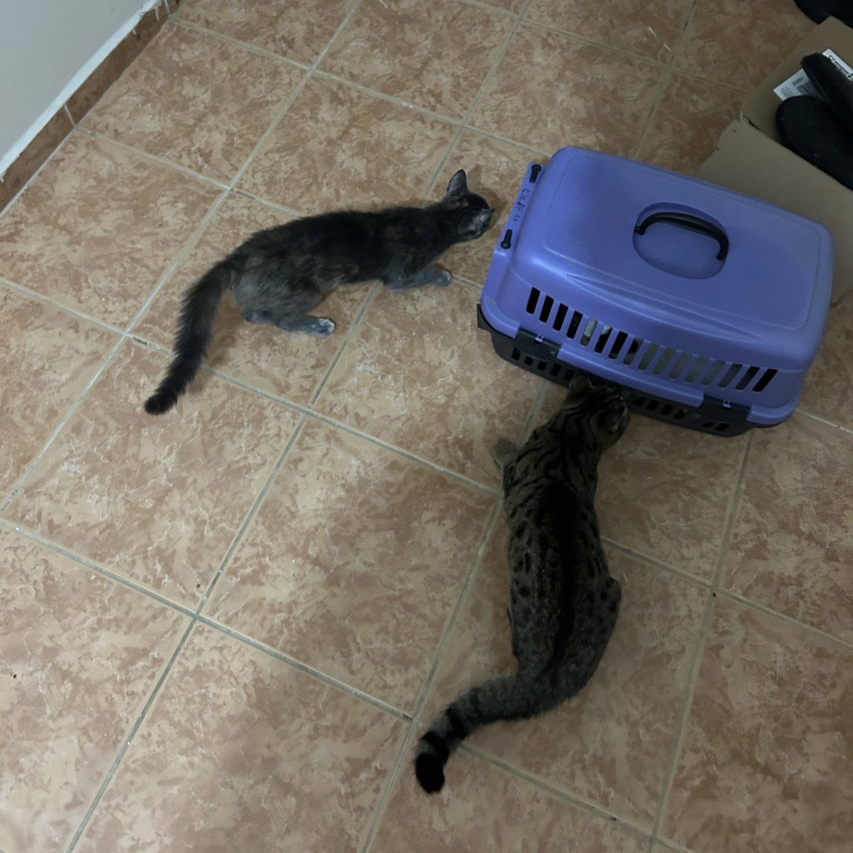 Babam bugün eve bir *rkek getirdi, teyakkuzdayız