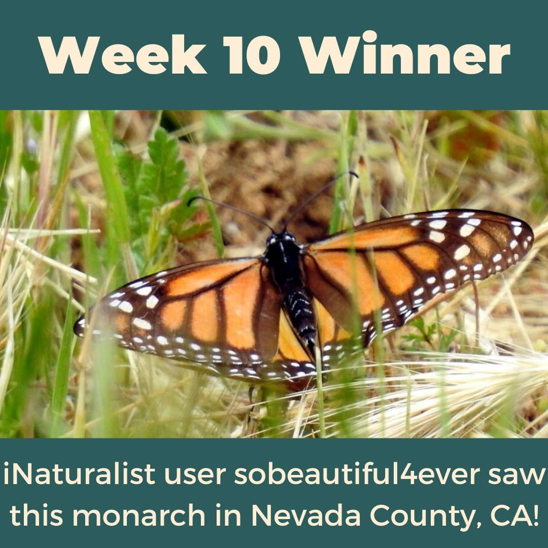 Western Monarch Mystery Challenge (@wmonarchmystery) / Posts / X