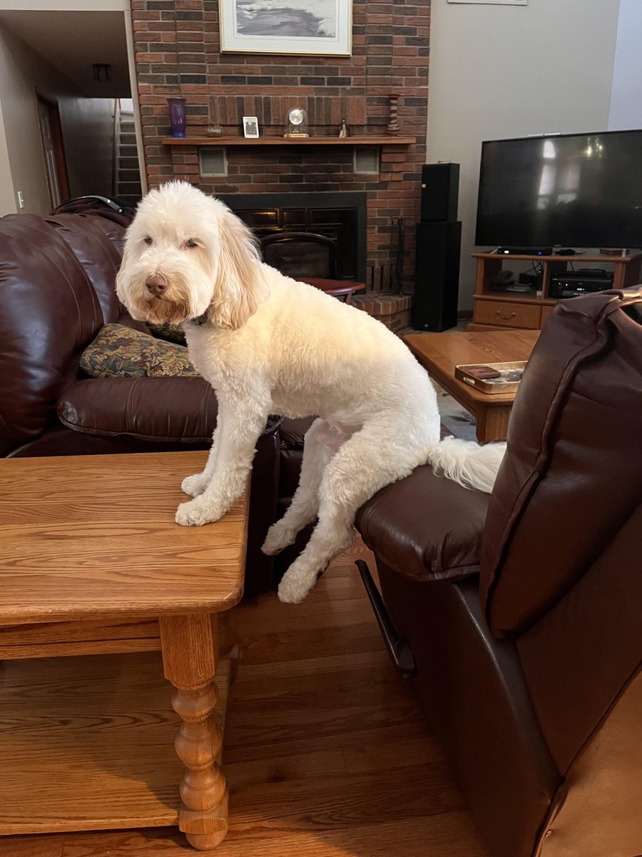 Dog Solution tweet media