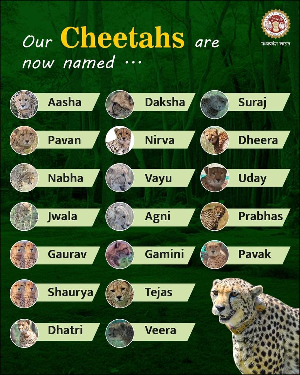 dattigaon's tweet image. Naming our Sprinters!

These names were selected in a competition held after PM Shri Narendra Modi during his #MannKiBaat address on 25th Sep 22.

During his address, he asked to suggest names for cheetahs reintroduced from Namibia &amp;amp; South Africa.

#CheetahStateMP