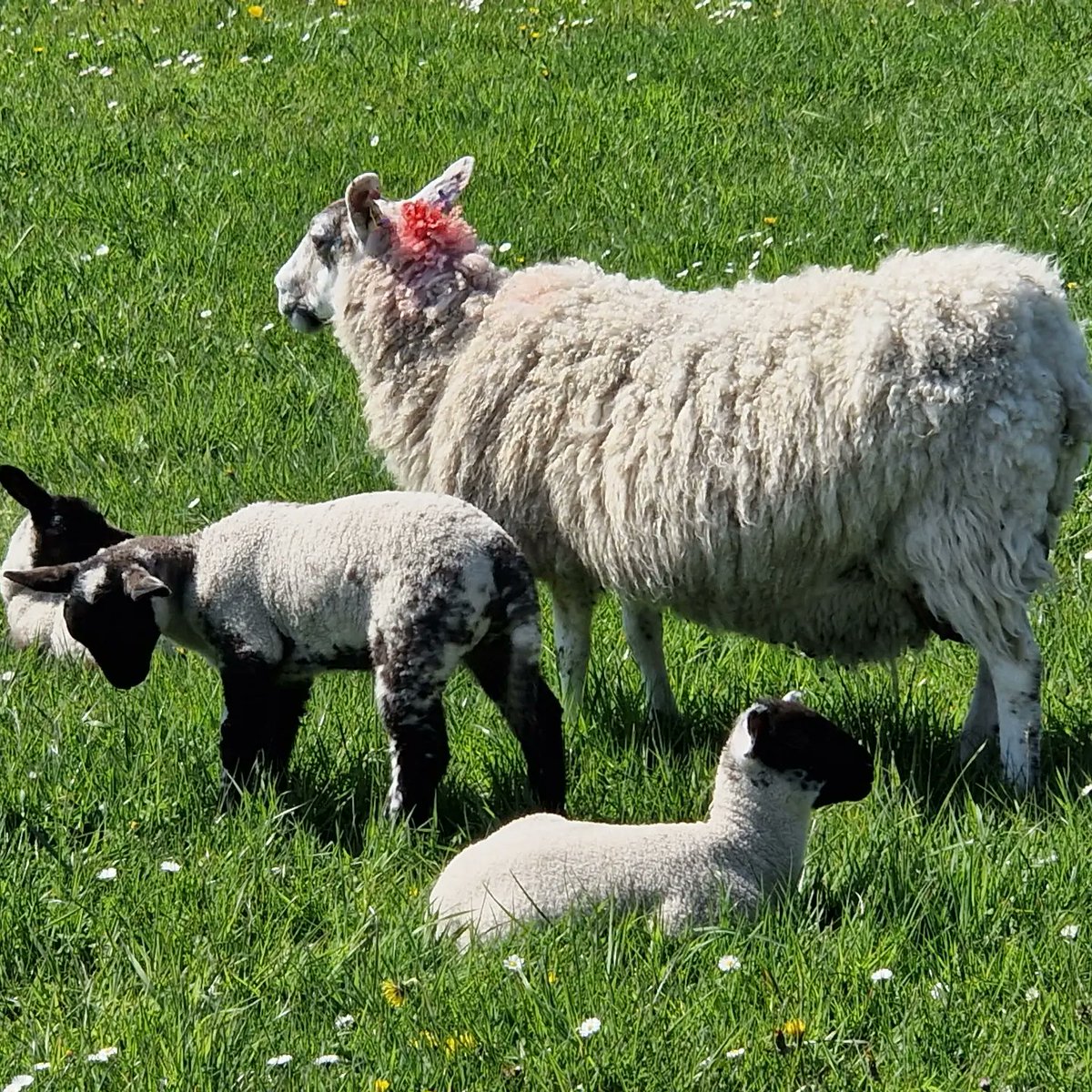 EileanIdhe's tweet photo. 'My sheep hear my voice. I know them, and they follow me. I give them eternal life, and they will never perish. No one will snatch them out of my hand' 
[John 10:27-28] #springtime 
#sunnyspringday #lambs 
#isleofiona #scottishisles https://t.co/CCF32W99zy