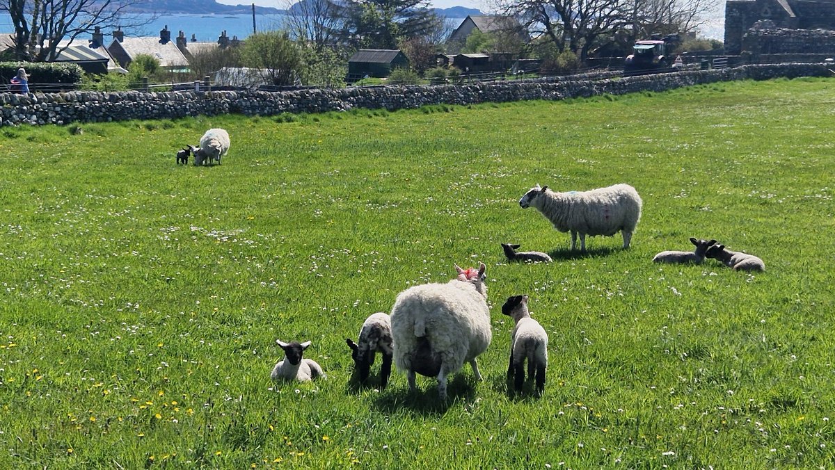 EileanIdhe's tweet photo. 'My sheep hear my voice. I know them, and they follow me. I give them eternal life, and they will never perish. No one will snatch them out of my hand' 
[John 10:27-28] #springtime 
#sunnyspringday #lambs 
#isleofiona #scottishisles https://t.co/CCF32W99zy