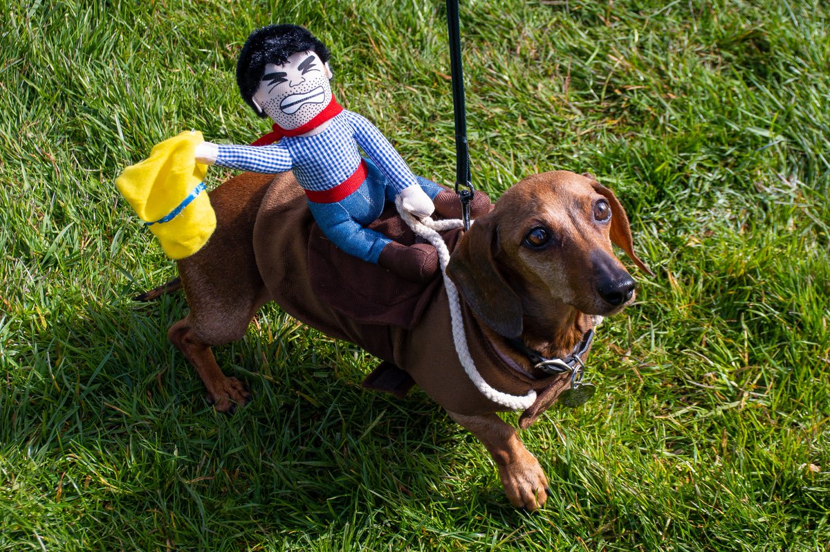 Do you know a contender for the Pawsitive Spirit Award or the Best-Dressed Dog Award?  🐕‍🦺  Bring them along to Hike for Hospice at Fisherman's Wharf on Sunday, May 7! A doggone good time is guaranteed while you support compassionate end-of-life care. victoriahospice.org/event/hike-for…