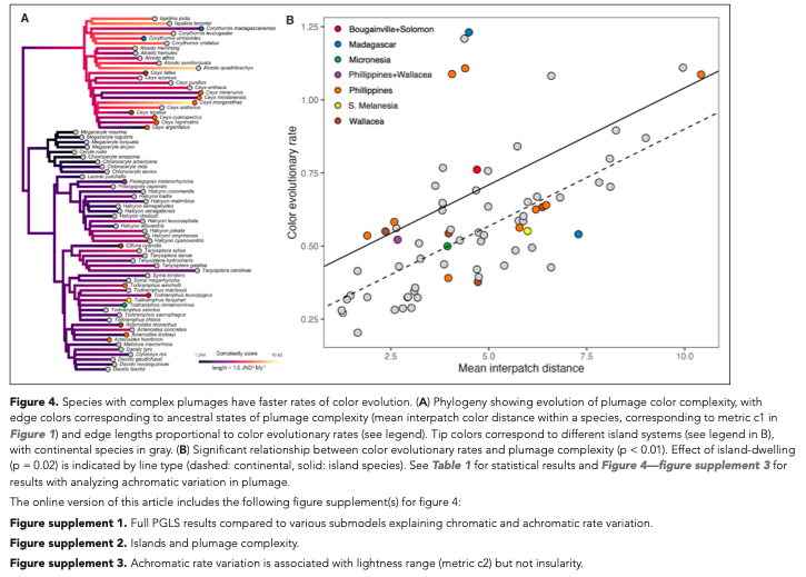Jenna_Merle's tweet photo. Latest paper on color evolution in kingfishers is *officially* out in eLife today: "Complex plumages spur rapid color diversification in kingfishers"  
Chad Eliason, @shackett4 @mjandersen43 @FieldMuseum @UNM_MSB 
https://t.co/xbXXXJdRwm https://t.co/C2W43etVMp