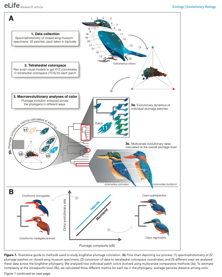 Jenna_Merle's tweet photo. Latest paper on color evolution in kingfishers is *officially* out in eLife today: "Complex plumages spur rapid color diversification in kingfishers"  
Chad Eliason, @shackett4 @mjandersen43 @FieldMuseum @UNM_MSB 
https://t.co/xbXXXJdRwm https://t.co/C2W43etVMp
