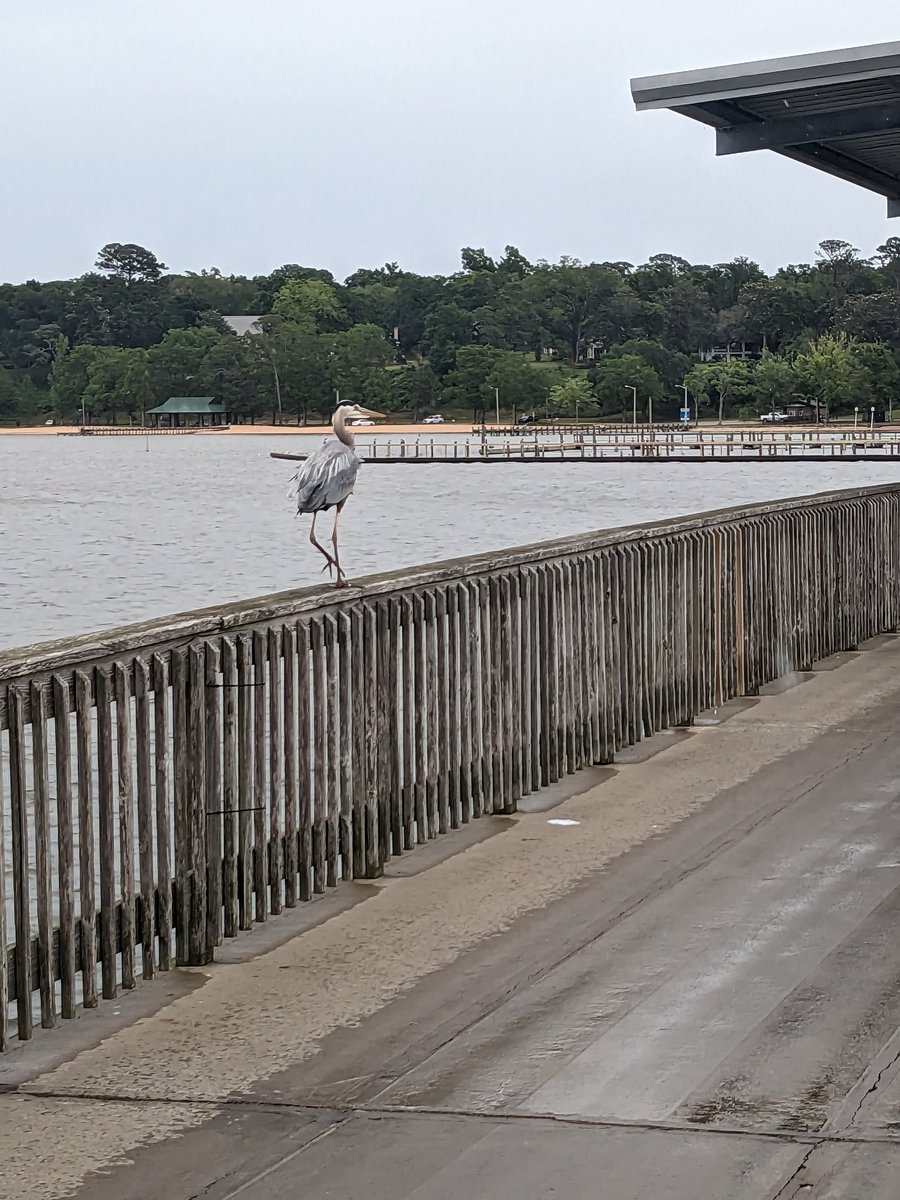 d_bead's tweet photo. Gratitude for life. The #beach life, #water is life. #Trees are life. Fresh #air is life. #Sun is life. #Nature is life. #gratitudegiveslife 🙏🏽💝💐🌳🪴💛🌞🚶🏾♀️🌊🌤️#peaceislife 😉 https://t.co/oFS1igbHO3