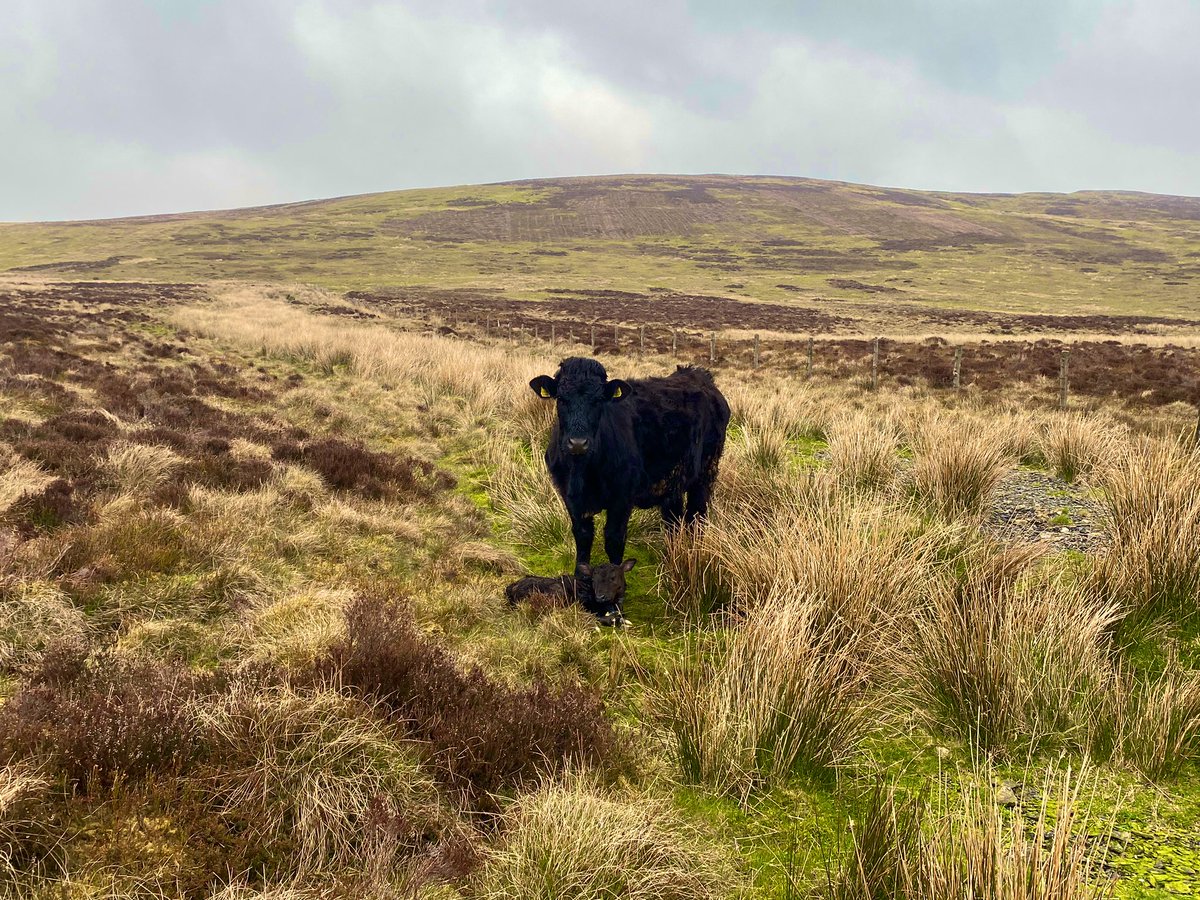fedwarian's tweet photo. First two calves from the heifers arrived on the hill today πππππ
#ConservationGrazing
#GrazingIsAmazing https://t.co/EuDcLGMWIx