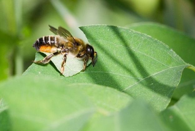 factaboutbees's tweet photo. How Many Legs and Wings Does a Bee Have https://t.co/Q3GdQiSUch https://t.co/e0vlavphqf
