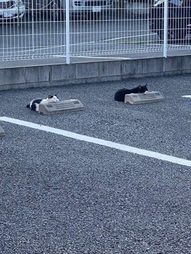 positivityofx's tweet photo. Neighborhood cat https://t.co/vvLeZp6ZuD