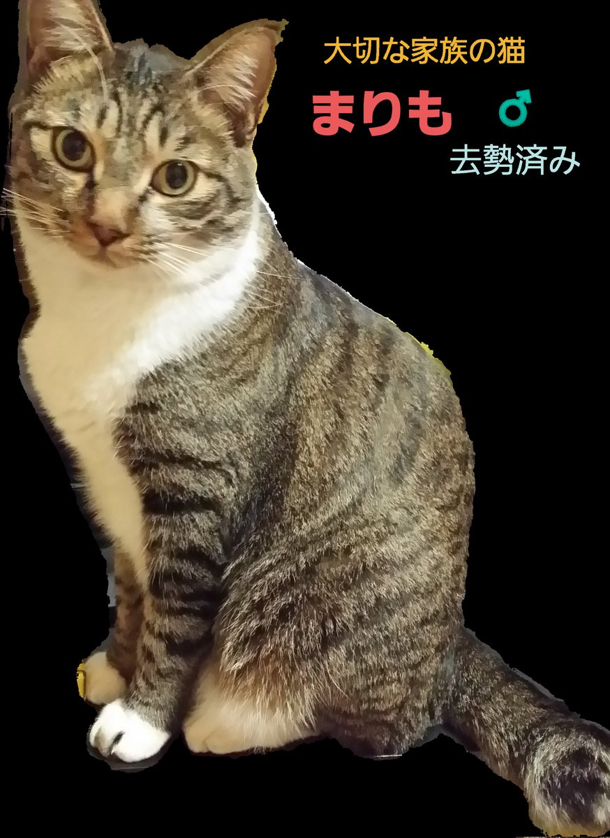 Kuunyan17's tweet photo. 今も捜しています！
まりもに繋がる情報が入りますよぅに…

#猫 #迷子猫 #迷い猫 #飼い猫 #行方不明 #東京 #八王子 #まりも #キジ白 #キジトラ白 #ねこ https://t.co/qjSAUuJDeq