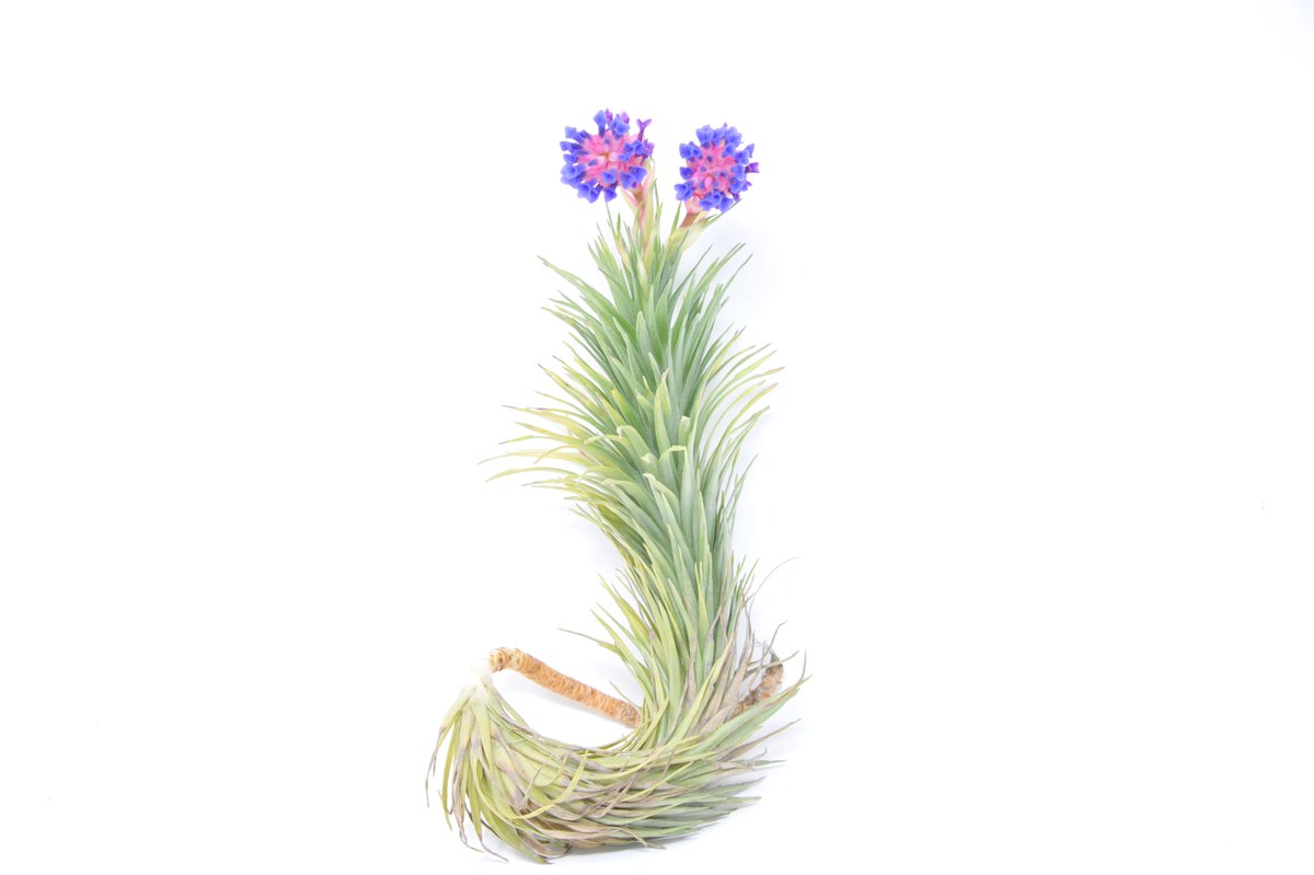 Rainforest Flora tweet media