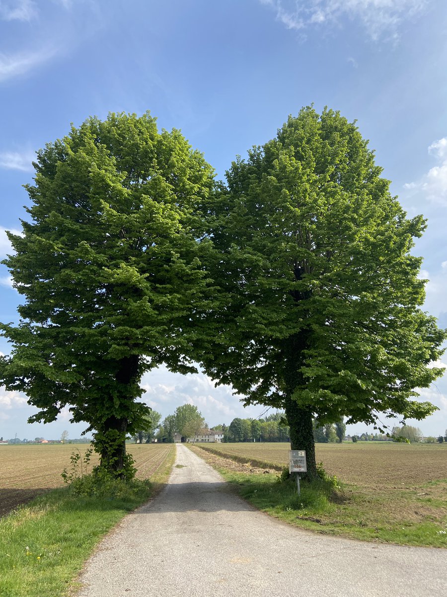 bbeezusss's tweet photo. due alberi innamorati https://t.co/71cfFD6n0m