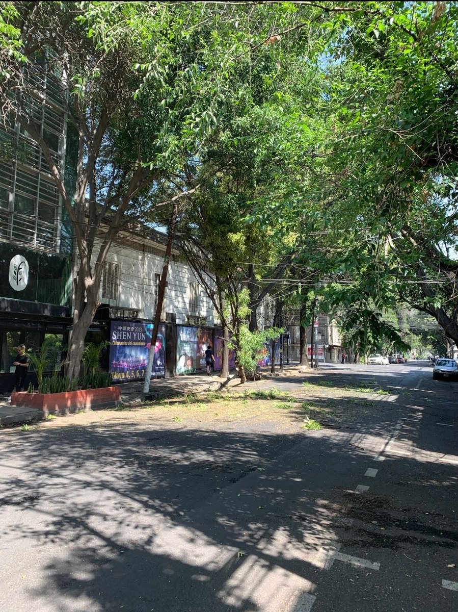 Lore18600443's tweet photo. @SandraCuevas_ @AlcCuauhtemocMx  Acaba de pasar un camión de la empresa Paqueteria Castores @TCastores daño 1 árbol y la banqueta rompió cables . En Medellín entre Tabasco y Colima en la Roma Norte @SEDEMA_CDMX @PAOTmx https://t.co/7xbgHW04j4
