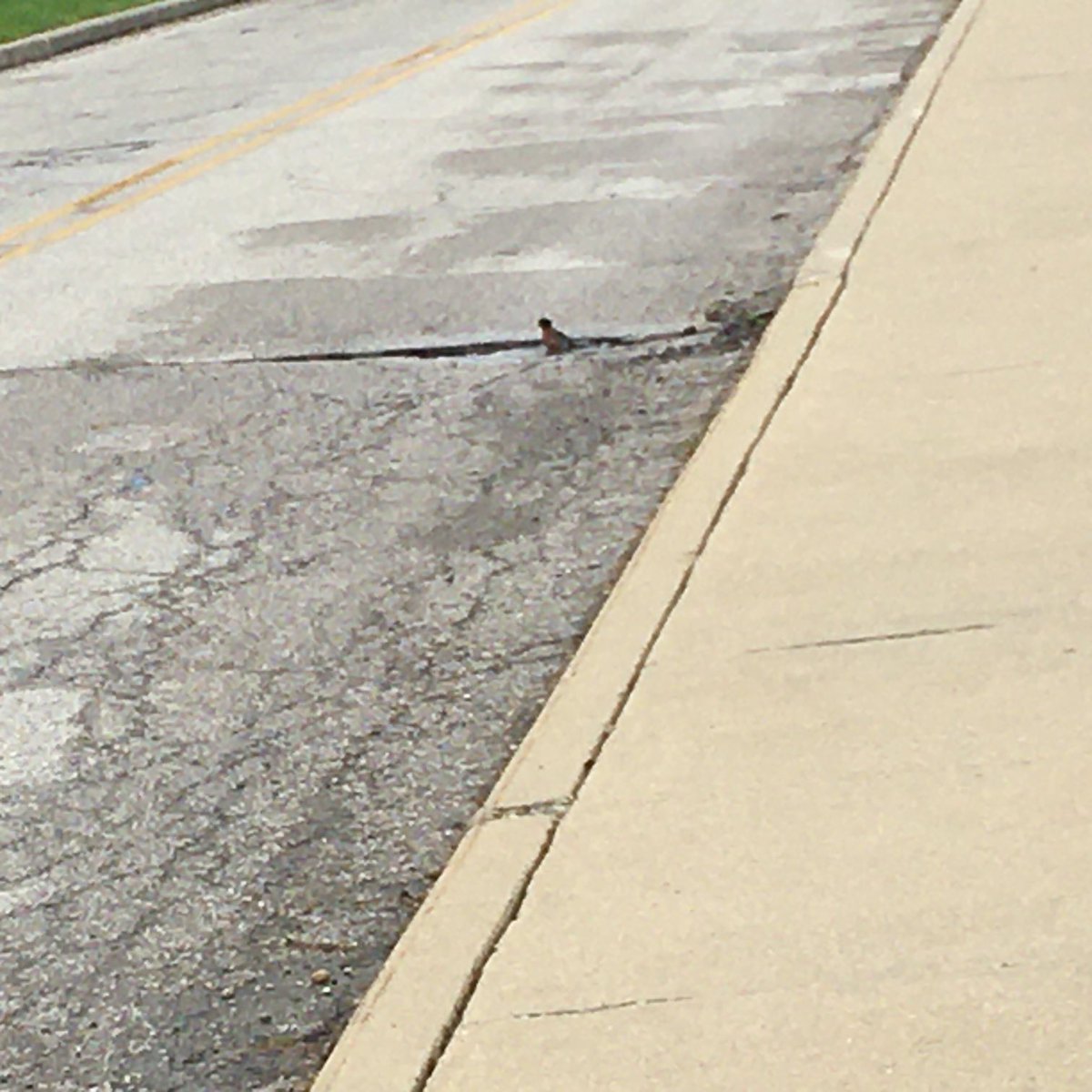 ⁦@hammerandnigel⁩ ⁦@MattINTraffic⁩ while on my walk break at work…birds were bathing in one of Boss Hogsett’s potholes