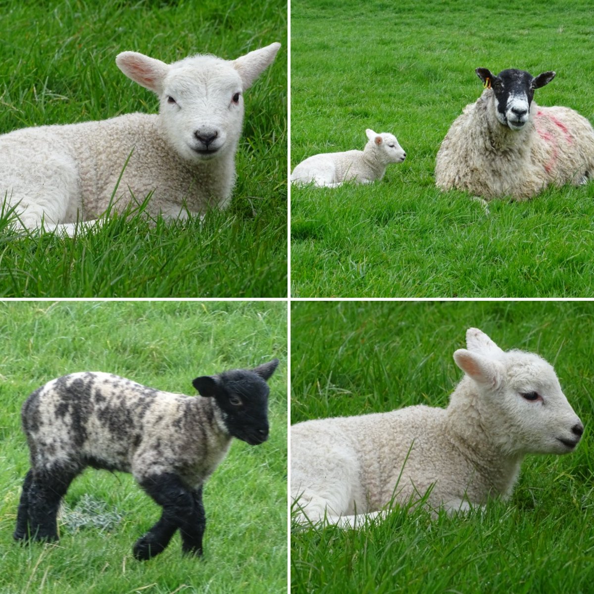 Lambs out on the Wolds today 😊🐑❤️ #lambs #lambing #lambingseason #springlambs #spring #april #wolds #yorkshirewolds #eastriding #eastridingofyorkshire #eastyorkshire #lovewhereyoulive