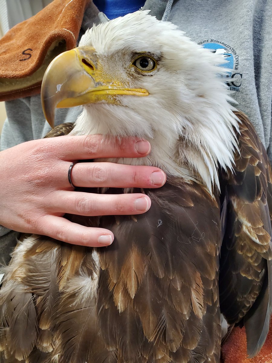 WRCNU's tweet photo. Unless things change with Ogden City, it looks like we will be closing our doors to new patients until we can relocate.  Where will the sick, injured an orphaned wildlife like this beautiful American Bald Eagle go? 😢 https://t.co/T97TSW6Lnr