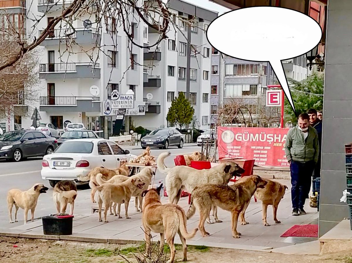 Şu görüntünün olduğu ülke İLKELDİR.

Bu görüntüyü savunanların aklından zoru vardır.

Sahiplenilmeyen tüm başıboş köpekler UYUTULMALIDIR!

<a href="/RTErdogan/">Recep Tayyip Erdoğan</a> <a href="/TBMMresmi/">TBMM</a> <a href="/TC_icisleri/">T.C. İçişleri Bakanlığı</a> <a href="/suleymansoylu/">Süleyman Soylu</a> <a href="/csbgovtr/">T.C. Çevre, Şehircilik ve İklim Dğş. Bakanlığı</a> #KöpekTerörü #KöpekleriUyutun #Katil5199 #BasibosTehlike #KöpekleriToplayın