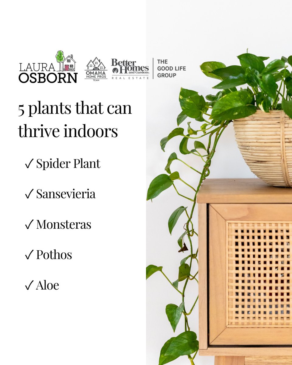 LauraOsborn's tweet photo. I love pops of green in my house and there is nothing better than real houseplants but if your "green thumb" is lacking like mine, here are 5 low maintenance indoor plants to bring some life into your home.

Here are 5 plants perfect for indoors 🌿👇

1. The Spider Plant
These... https://t.co/YQkluy21Ep