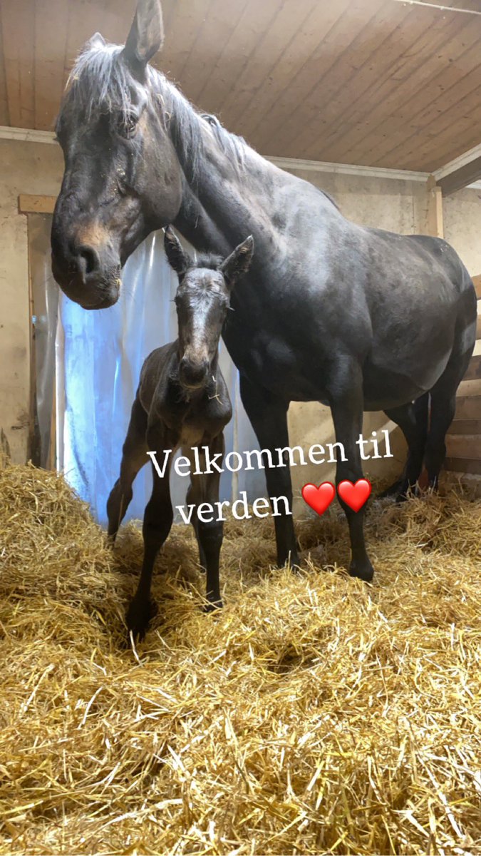 einilinn's tweet photo. Det kom en «liten» Quite Easy baby til verden i dag tidlig ❤️ For en herlig frøken 😍 https://t.co/XNP5b9n0Rm