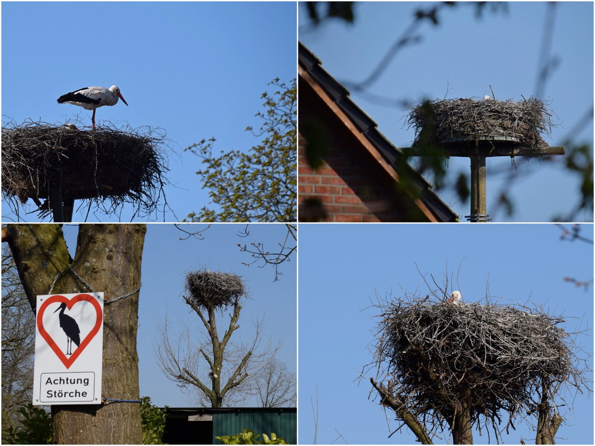 Moin! Meanwhile #WhiteStorks around my village are sitting on eggs, nest no 1 soon to hatch. 
Here are 3 out of 5 nests.
Saw the first #BarnSwallow today, when the second arrives, we can name it #summer 😊
Almost 20°C today, yeah ! 
#SchleswigHolstein #Birding