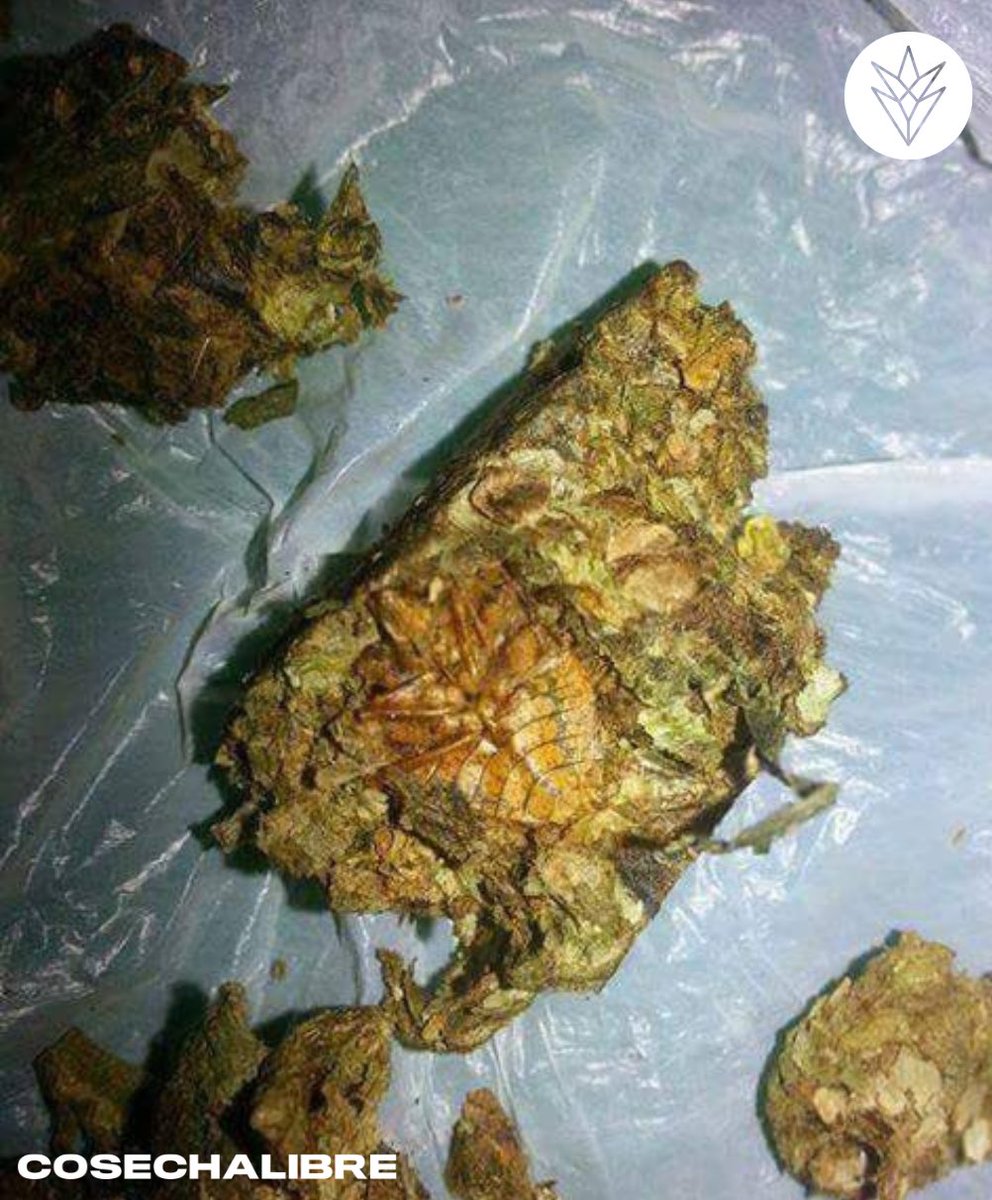 CosechaLibre's tweet photo. No se lo deseo a nadie 🤮 https://t.co/XjsVb1aIgN