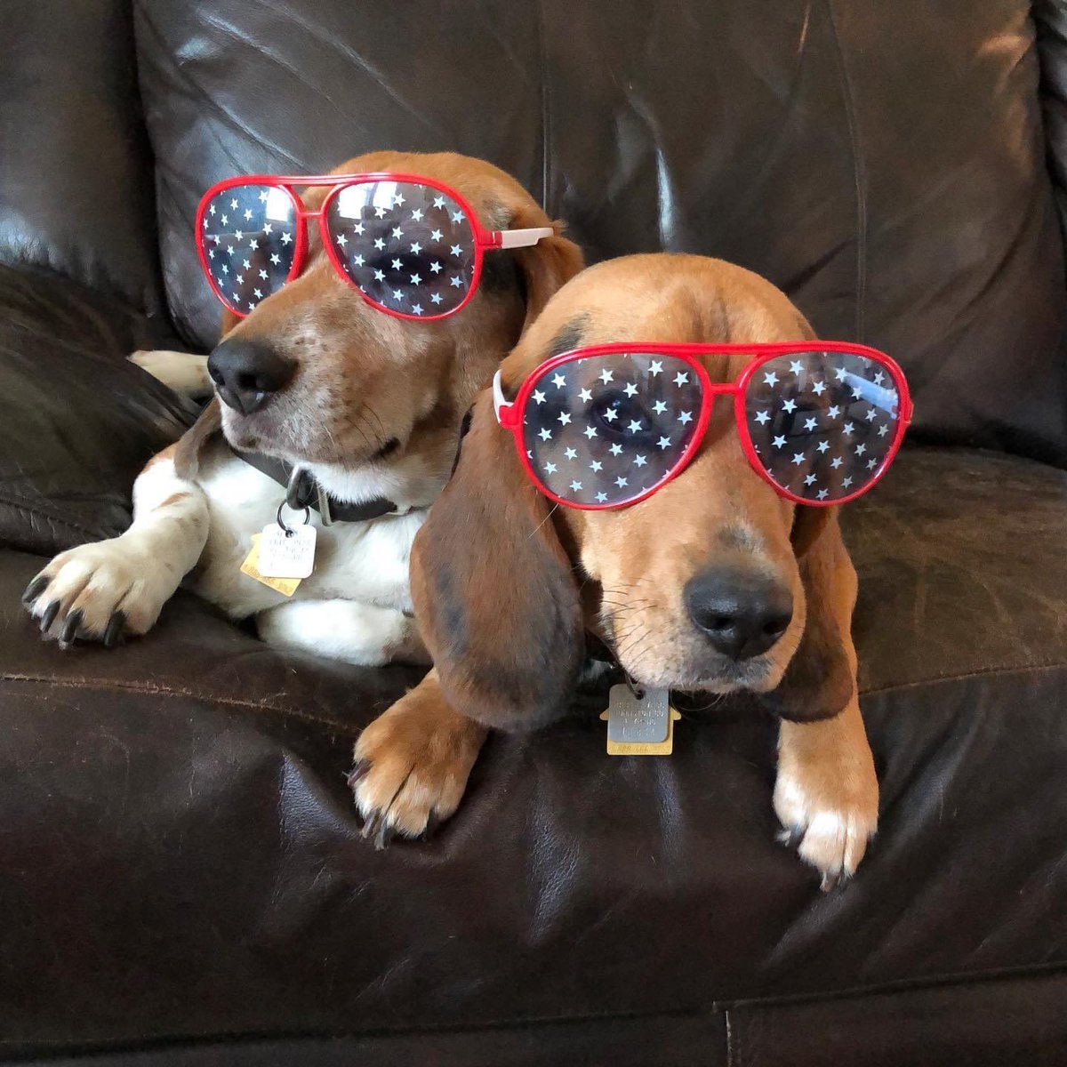 DTC_USA's tweet photo. Some of our trainers will be supporting our friends @TriBeagles Sunday at their Beers for Beagles event 1-4 PM @loneriderbeer in Raleigh. If you see us walking around stop and say HI! https://t.co/shUNwLhMaV https://t.co/uu37TmdTQN