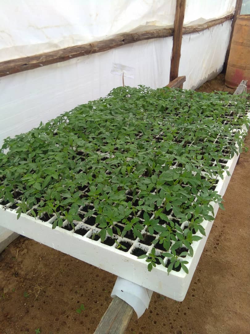 tembo_mavuto's tweet photo. Trinity tomato nursery. Ready to transplanting next week.#greenhouse https://t.co/TcGqH3whCW