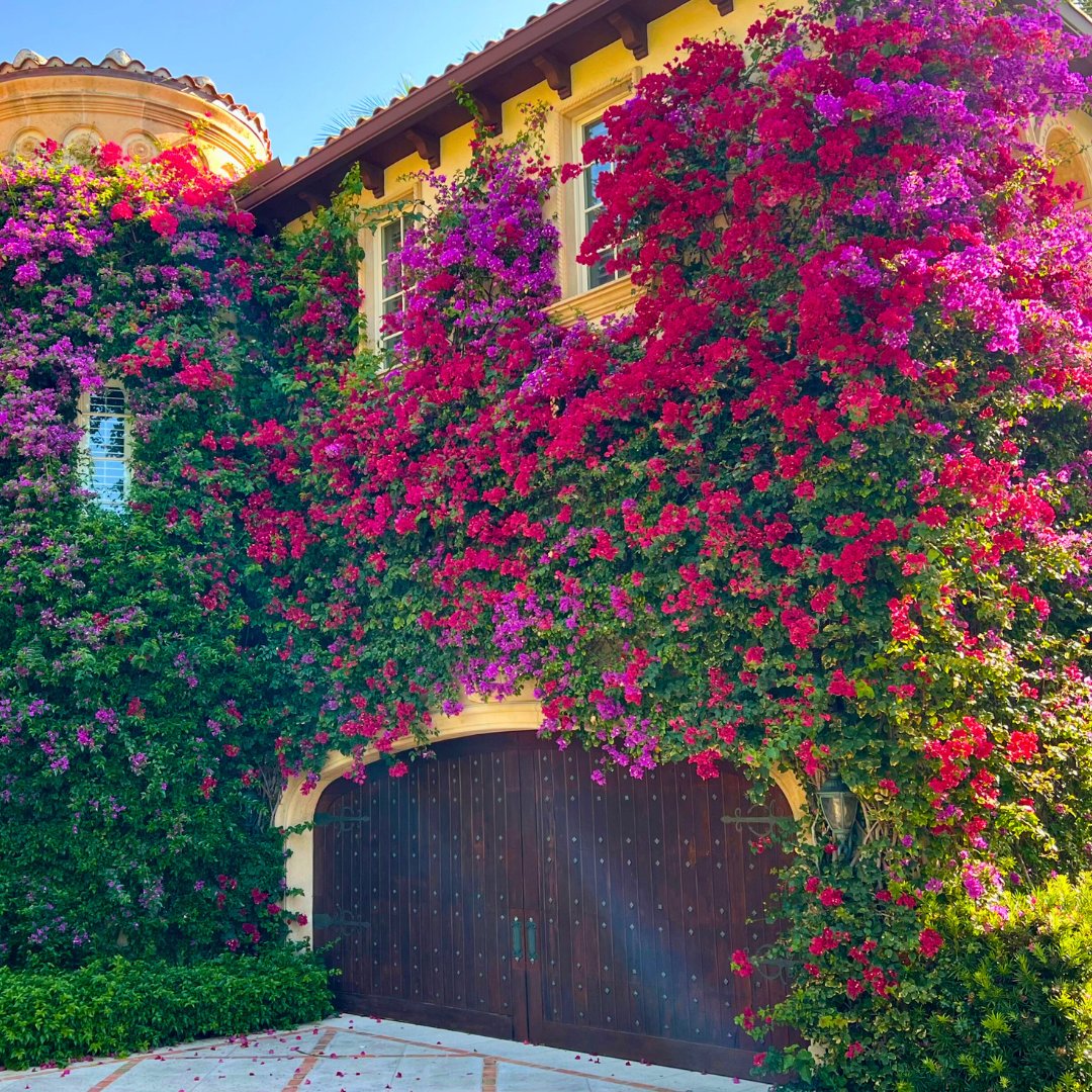 BgsLandscape's tweet photo. Happy Earth Day! 🌎 Today is a great opportunity to celebrate the role of landscape architecture in creating healthy and sustainable communities. 🌺🌊🌳
#BGS #lanscape #architecture  #palmbeach #lakeworthbeach #southflorida #landscapearchitecture https://t.co/rF4eph7FZb